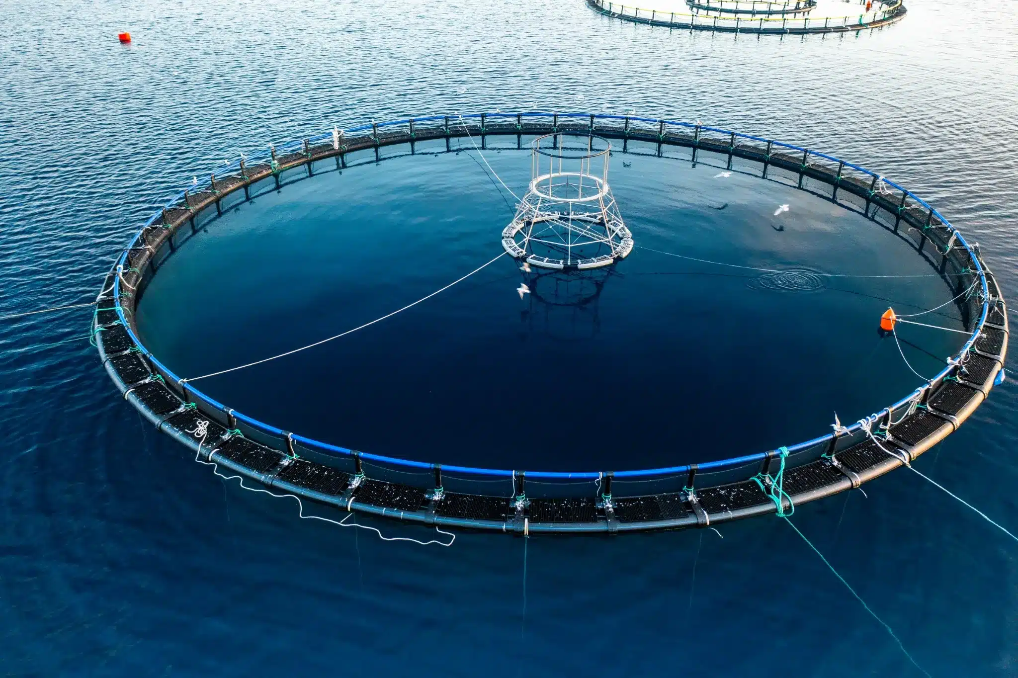 Despliegue y supervisión integral